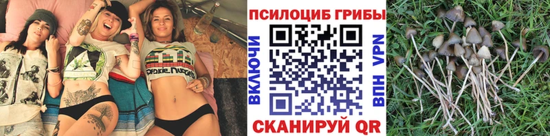 Псилоцибиновые грибы мицелий где купить наркоту блэк спрут как зайти Нижний Тагил